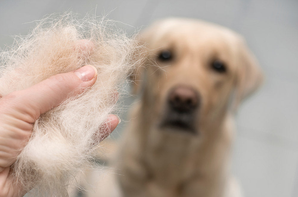 How to stop pet hair blocking your washing machine