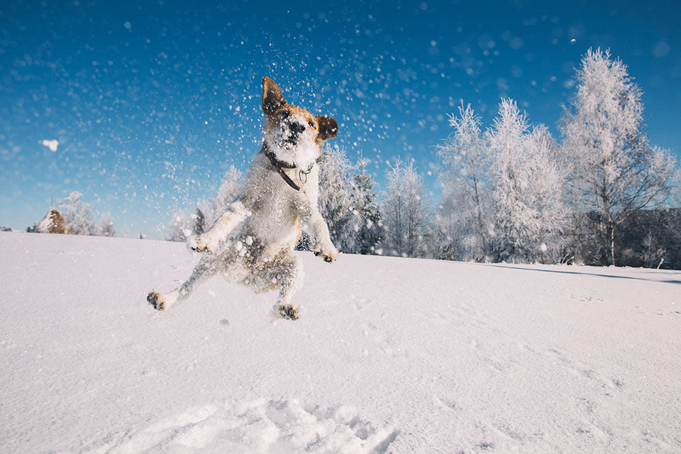 Snowy walks, muddy paws… and dog hair in your washing machine?