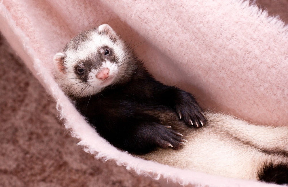 🐹✨ Did you know the Petwear Wash Bag can be used for washing pet hammocks?