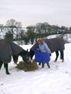 Hay Carry Moorland Rider 